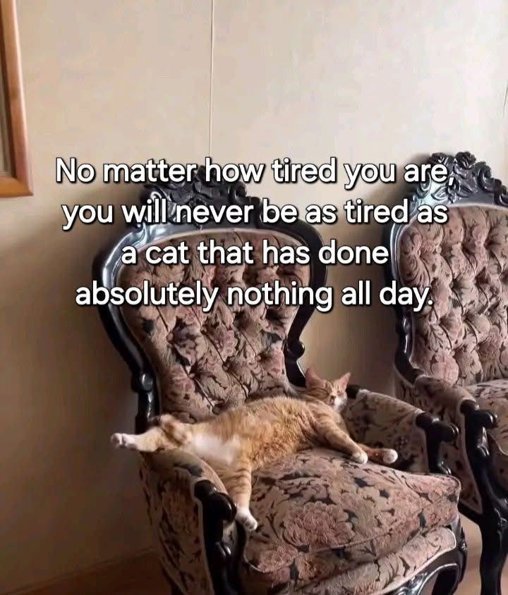 Cat FurNature tweet media