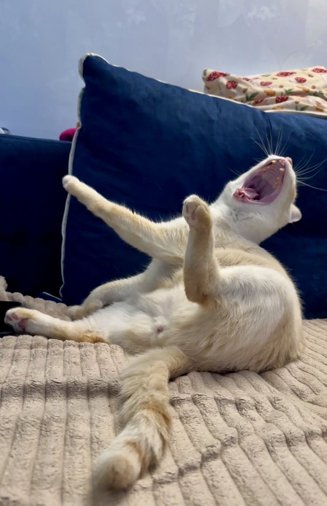 dmtrbal's tweet photo. Кота сфоткал вот https://t.co/1zrO6GQg1D