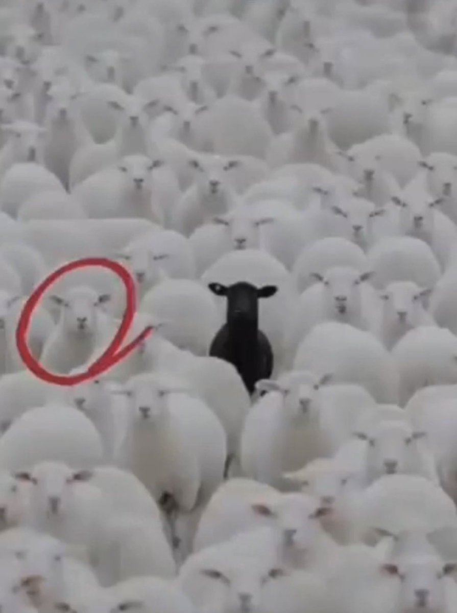 Sir Anthon tweet media