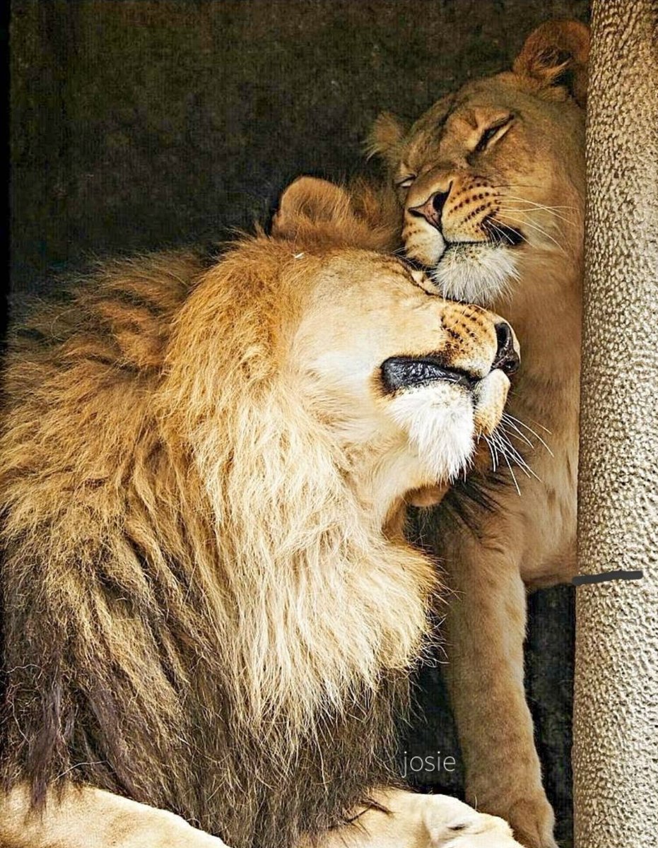 josephiensierag's tweet image. Let's see some zoo photos!

1. Vulture
2. Lions (totally in love 💝)
3. Baby elephant
4. Heron

#Artis #Zoo #Amsterdam