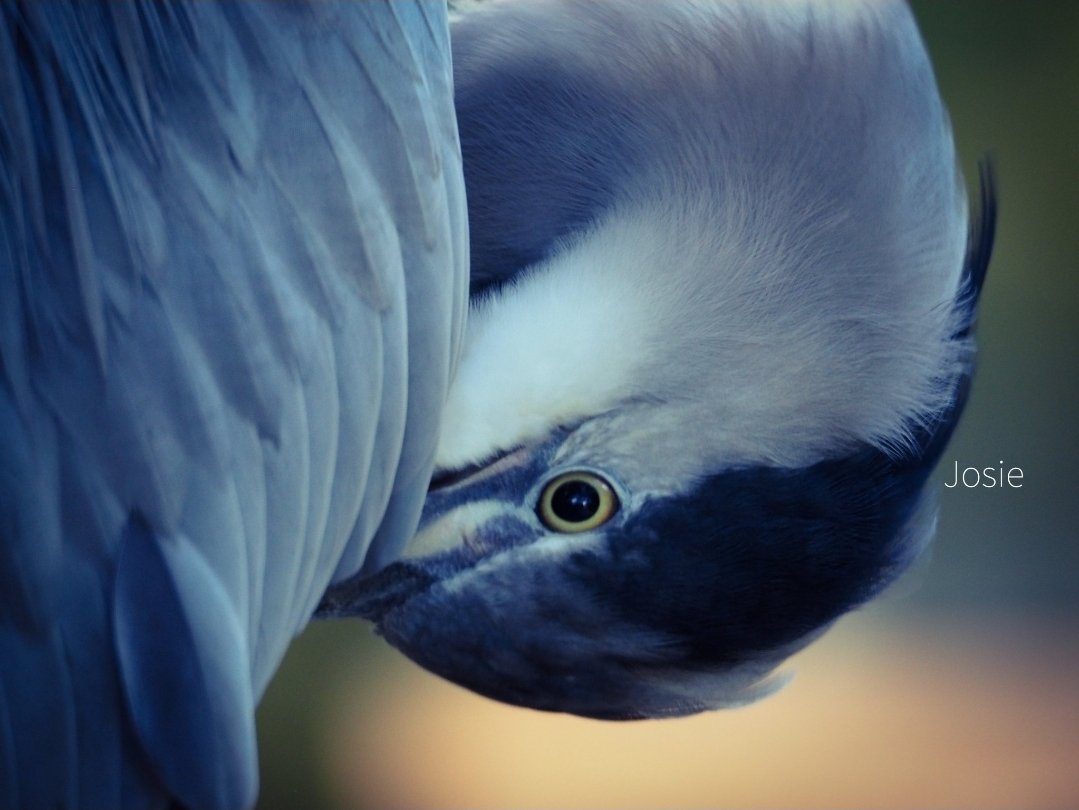 josephiensierag's tweet image. Let's see some zoo photos!

1. Vulture
2. Lions (totally in love 💝)
3. Baby elephant
4. Heron

#Artis #Zoo #Amsterdam
