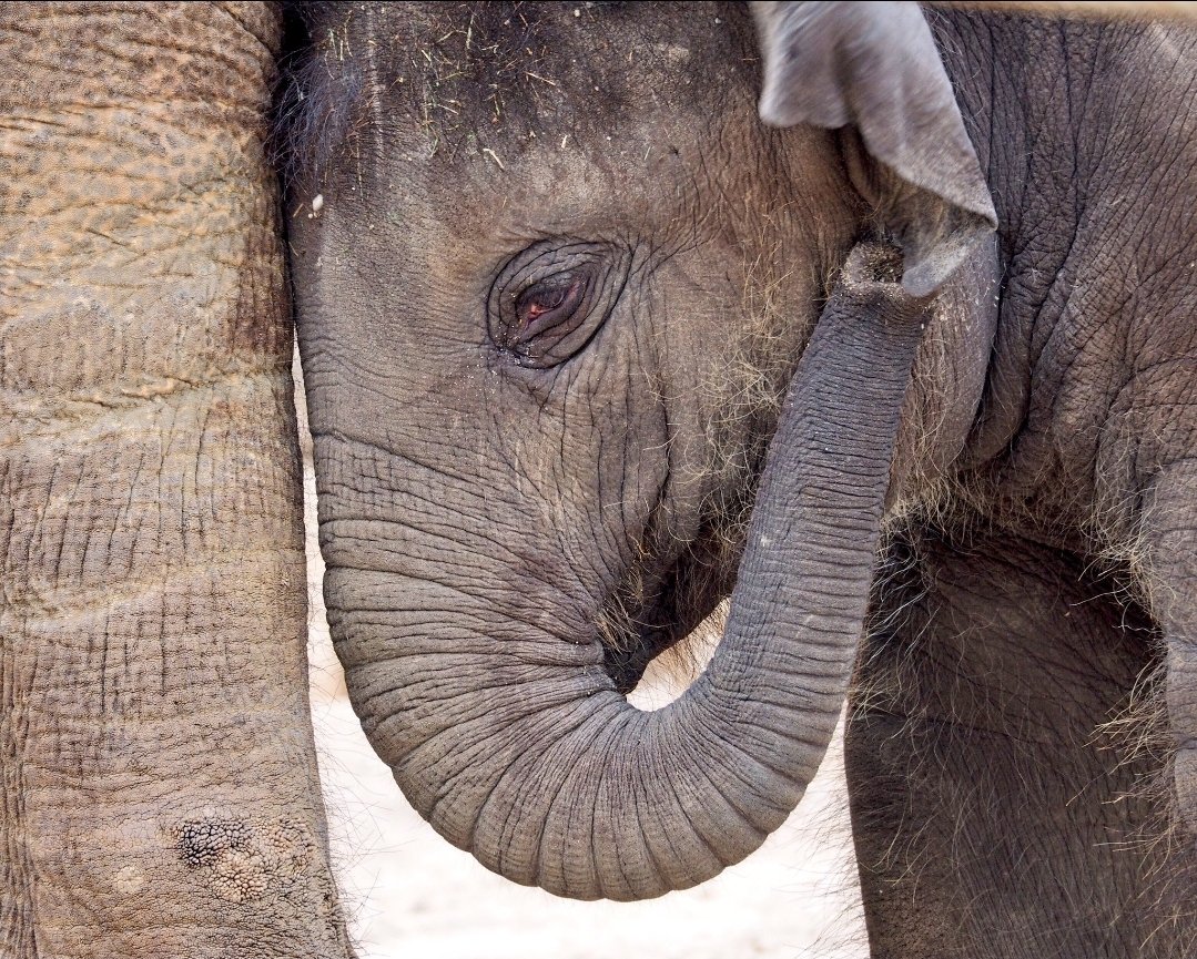 josephiensierag's tweet image. Let's see some zoo photos!

1. Vulture
2. Lions (totally in love 💝)
3. Baby elephant
4. Heron

#Artis #Zoo #Amsterdam
