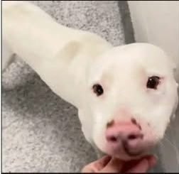 @PawsnTails4TX 🇺🇸🇺🇸🐾🐾 tweet media