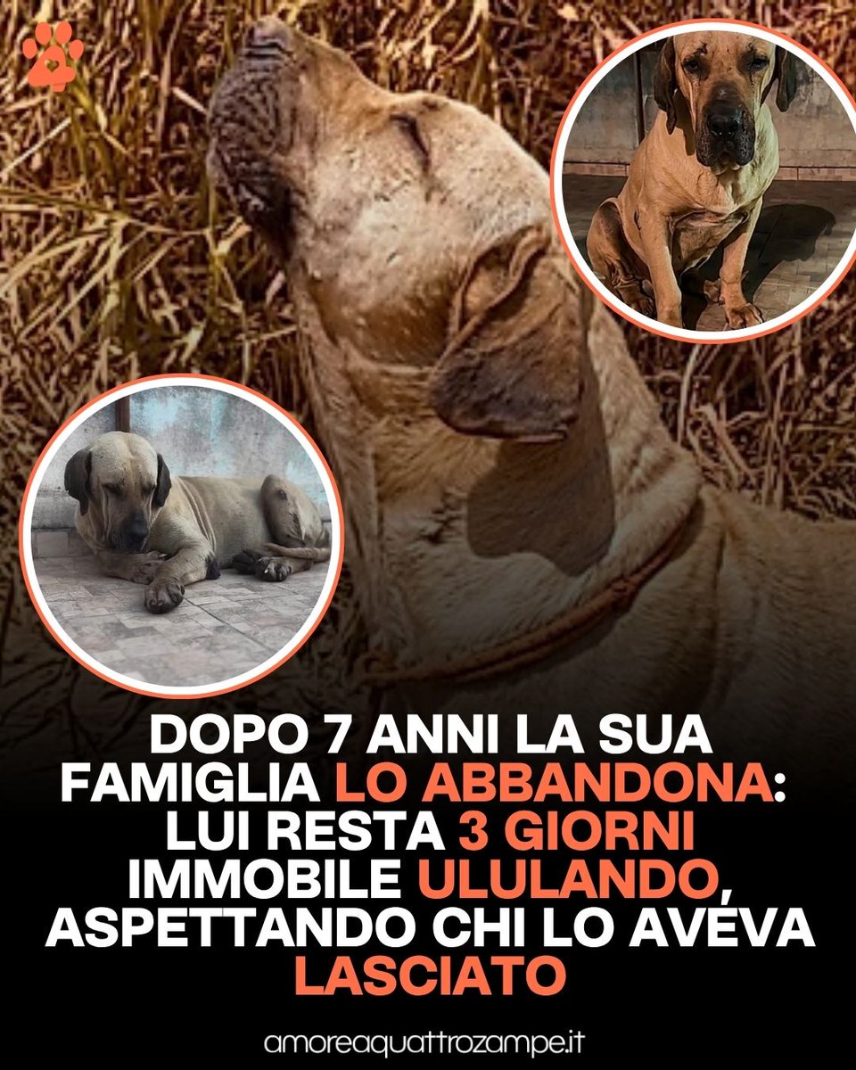 AmoreAQuattro Zampe tweet media