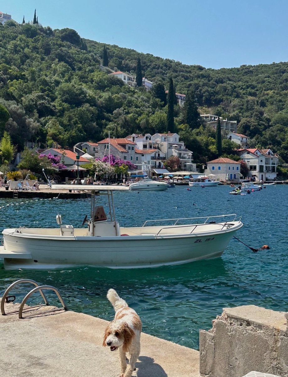 WORLD 2026 🌊 tweet media