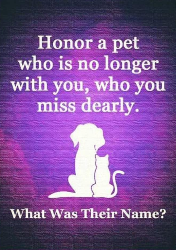 Best in Dogs tweet media