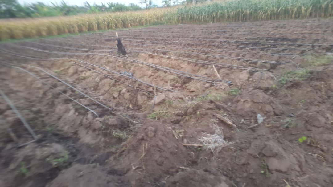 aprokofarmer's tweet image. This is the first time I'm leaving the farm for days and i didn't run mad when I came back, God is helping me with good workers 2025 was  terrible for me with workers .

#farming 
#agriculture
#Nigeriafarming
#femalefarmer
