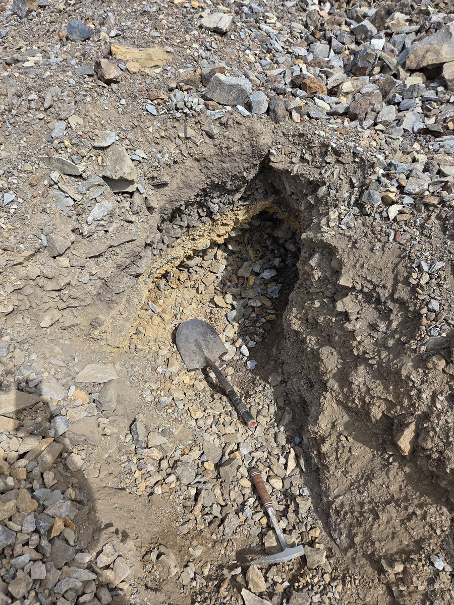 💎 Gem Caracal 💎 🇺🇲 tweet media