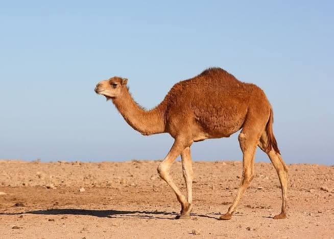 Wasiuddin Siddiqui tweet media