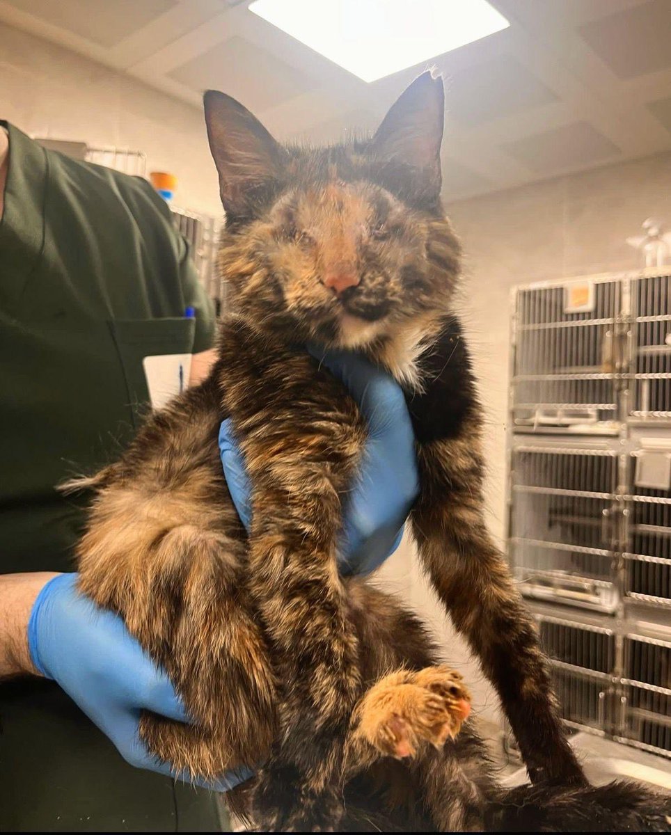 Masum Gözler tweet media