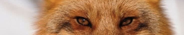 الذيبه tweet media