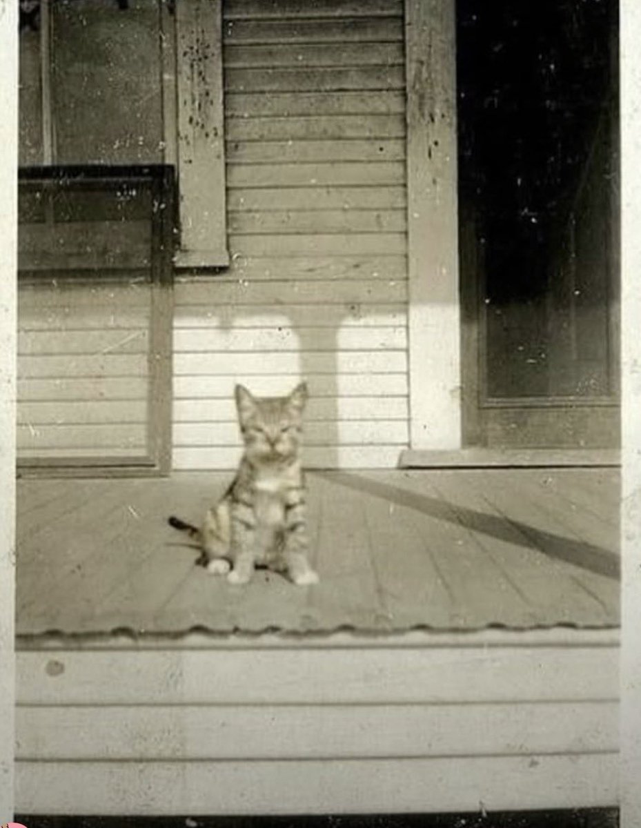 cats with powerful impression 🐾 tweet media