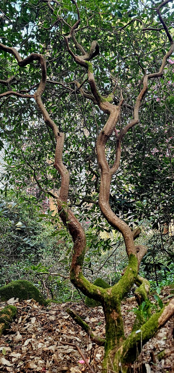 EvelDick tweet media