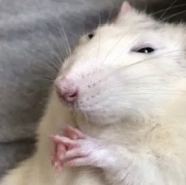 Abel Ixco fan account tweet media