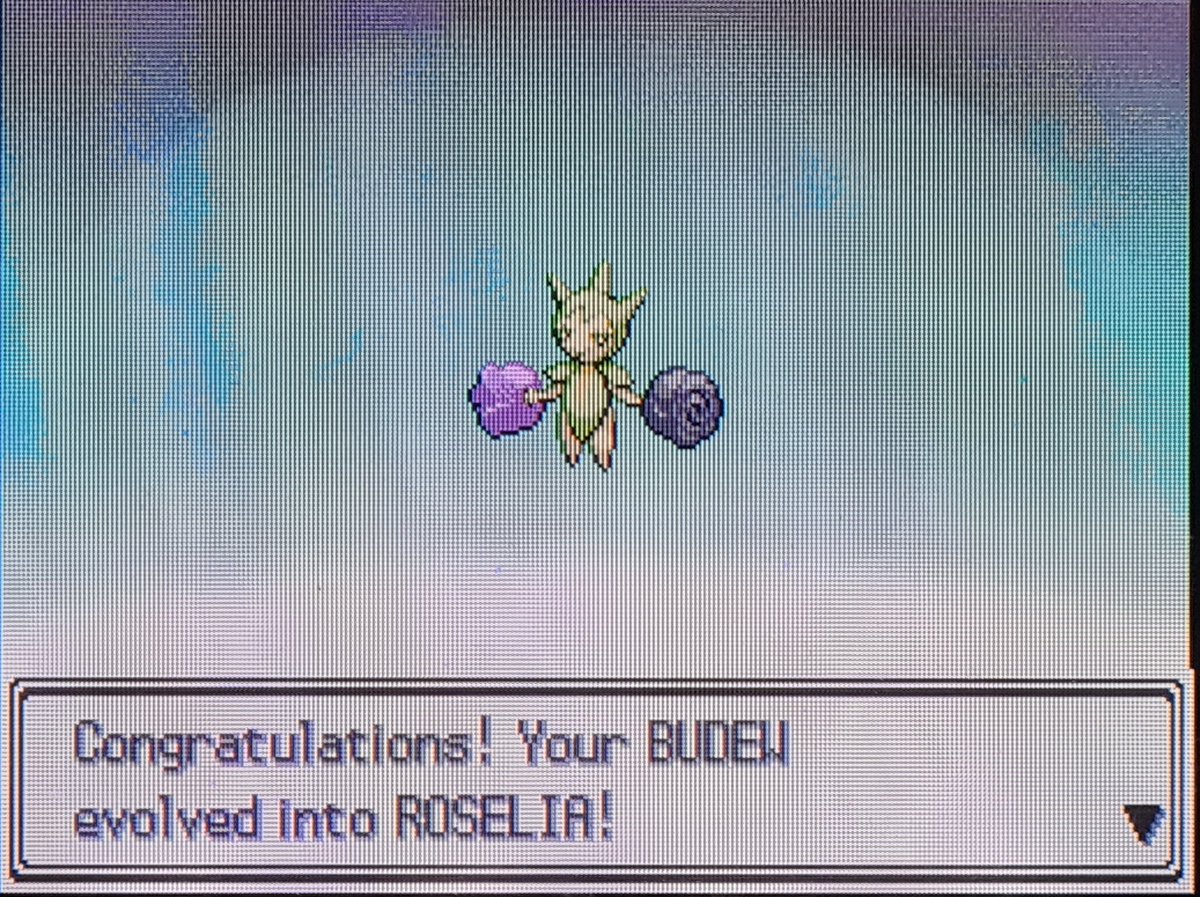 SH_J181's tweet photo. Shiny Budew, Platinum DTQ#3 After 12194 seen in eterna forest! https://t.co/p3NhYsJE1K