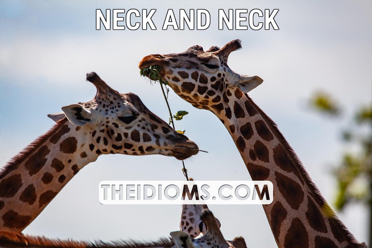 theidioms's tweet image. NECK AND NECK: Meaning: If two competitors are neck and neck, they are level with each other and have an equal chance of winning..

Example: The two boys ran toward the finish line neck and neck.

 Read more: theidioms.com/neck-and-neck/

 #neckandneck… theidioms.com