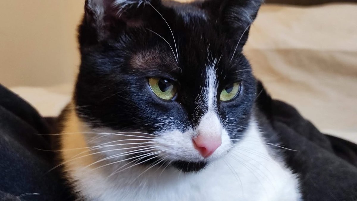 vigipets's tweet image. 🟠 🐱 Chat perdu le 05/04/2026 à Pleudaniel (22740).
Race : Européen / Âge : 2 an(s)
Joy / Femelle / Identifié(e) : Oui

☎️ 0768236425
📧  jenny25.leduc@gmail.com

#chatperdu #chattrouve #chat #perdu #trouve