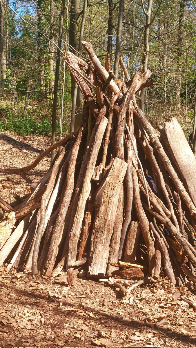 Щирица лисий хвост tweet media