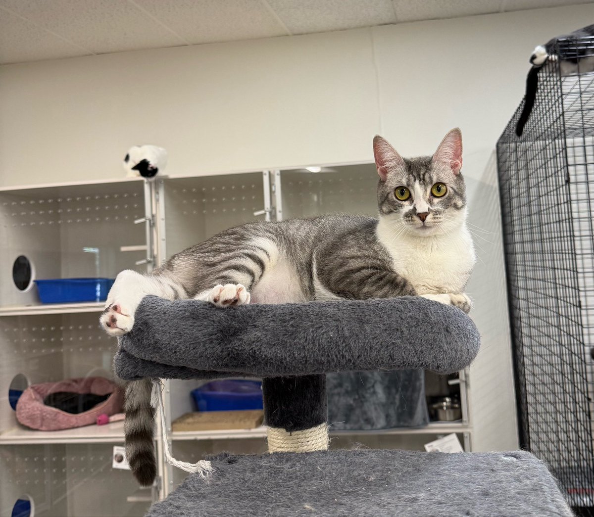 Sarah Fletcher tweet media