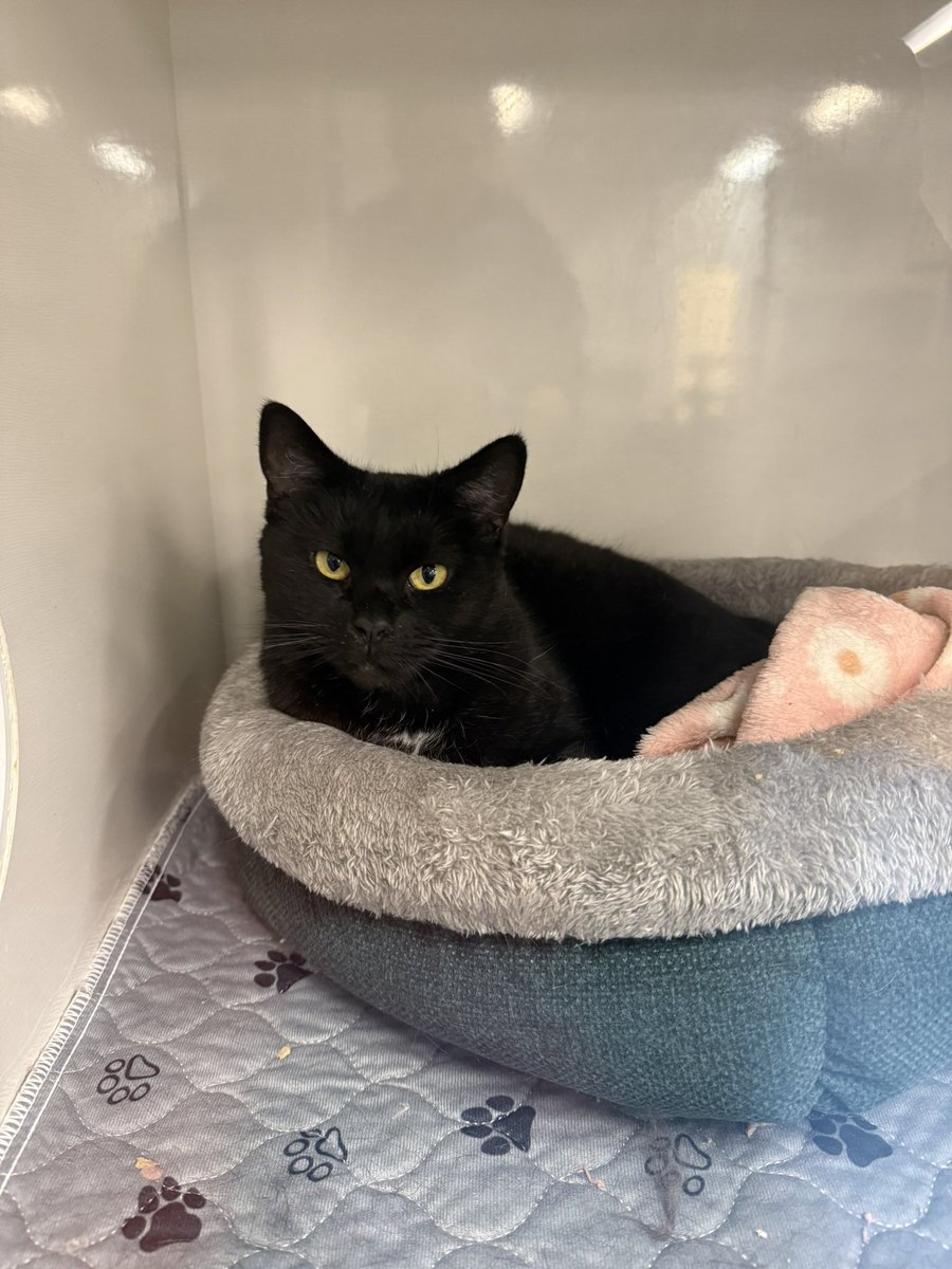 Sarah Fletcher tweet media