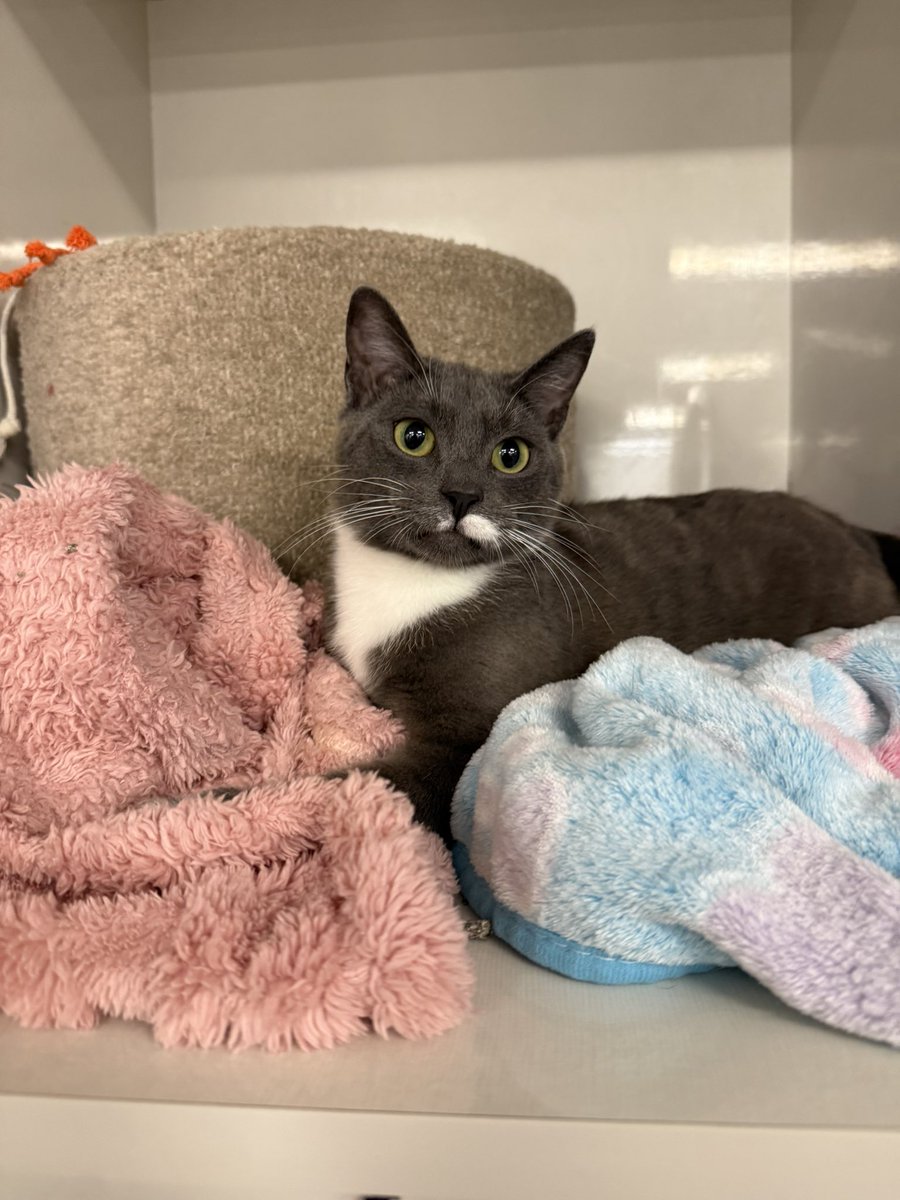 Sarah Fletcher tweet media