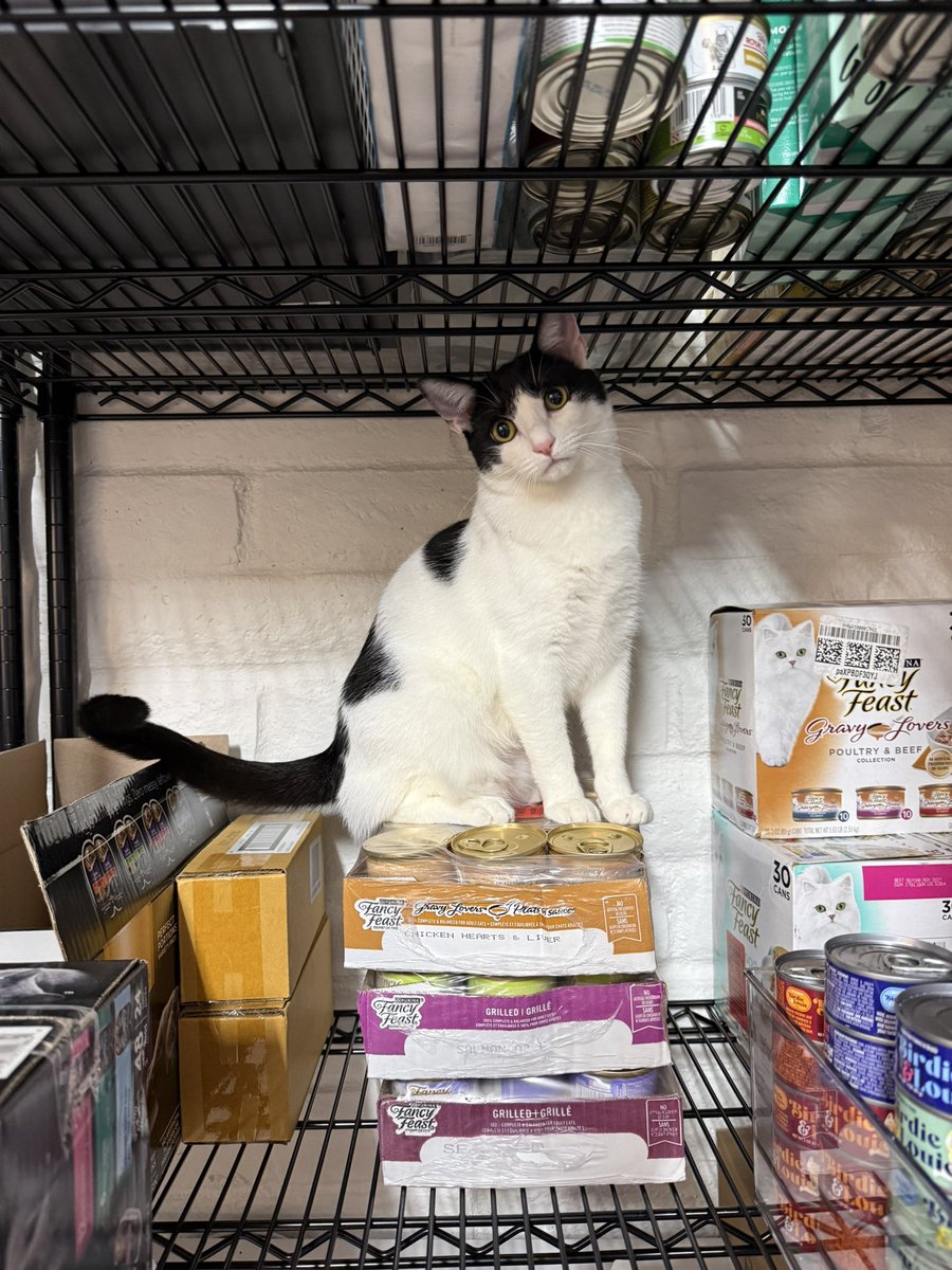 Sarah Fletcher tweet media