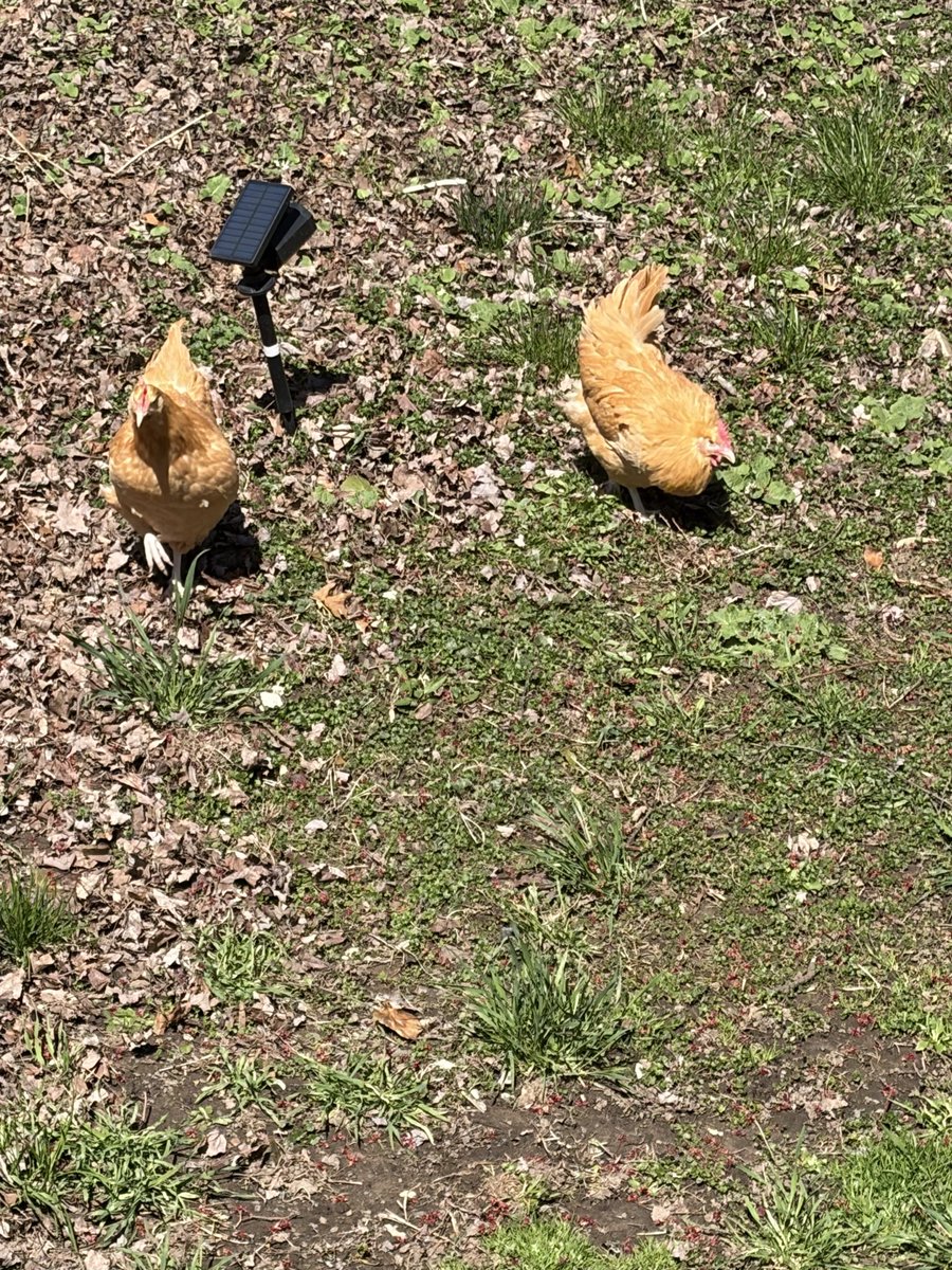 danagasta1's tweet photo. Sorry for no posts, I’ve been busy with conferences, holidays, and transplant appointments for the work up. 2 new friends arrived today! https://t.co/WWUSN4TQCn