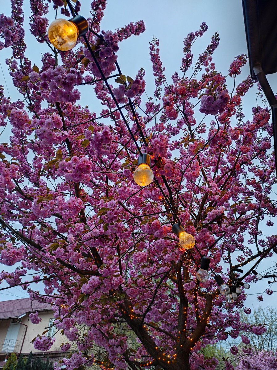 suicidal girl 💫 tweet media