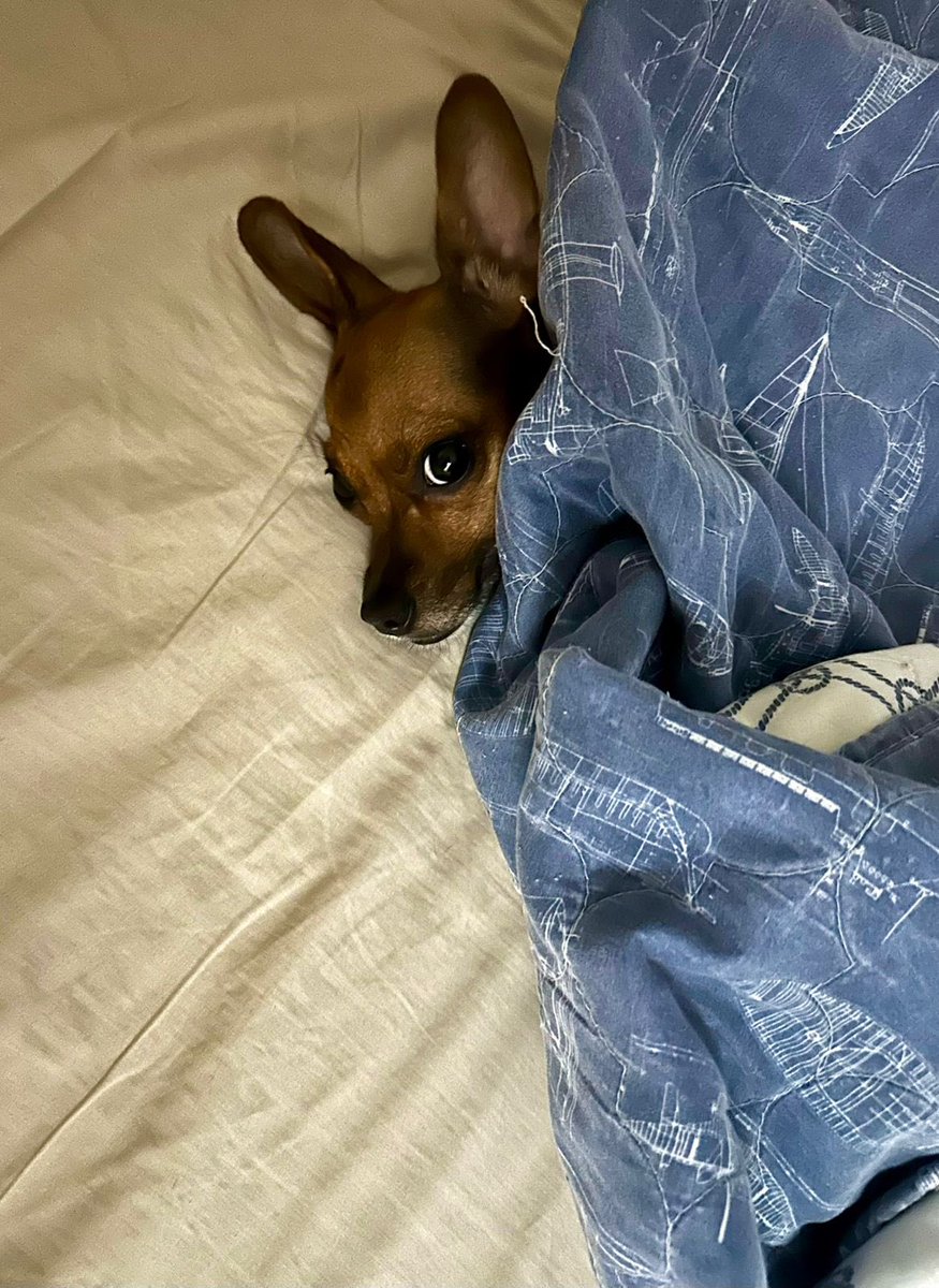 Jac Pavelisque tweet media