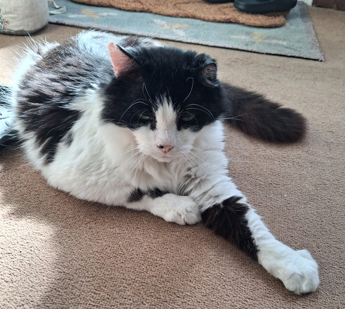 Marina (and Buster🐾)🐈🚣‍♀️ tweet media