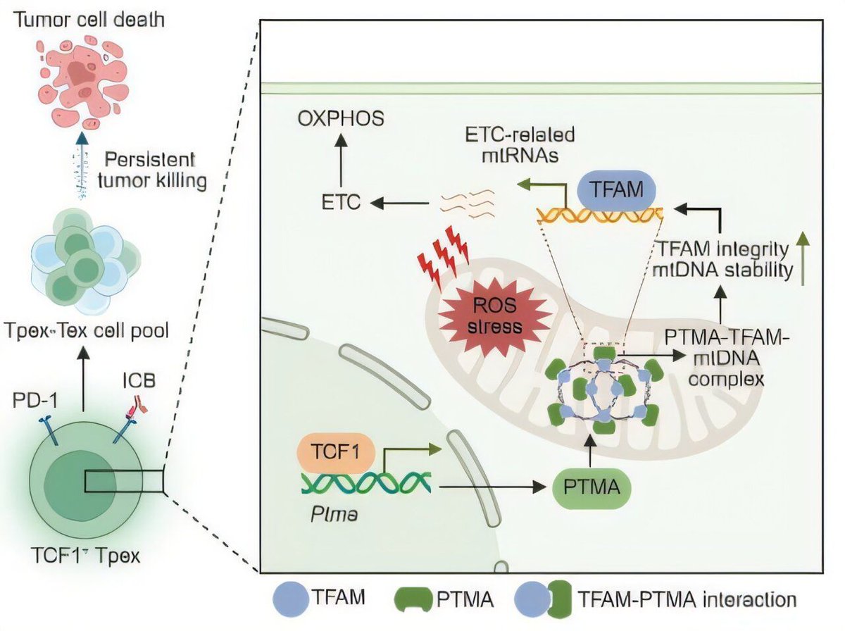 Jon Lieff MD -- Searching for the Mind Blog tweet media