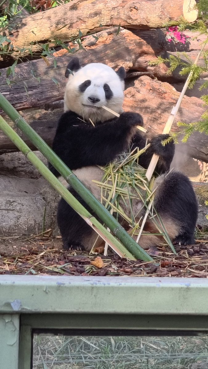 Pandaism tweet media