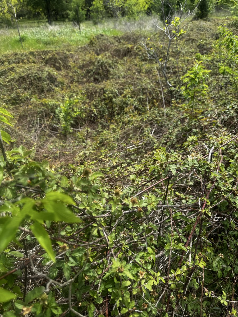 .5 an acre dewberry (rubus trivialis) patch