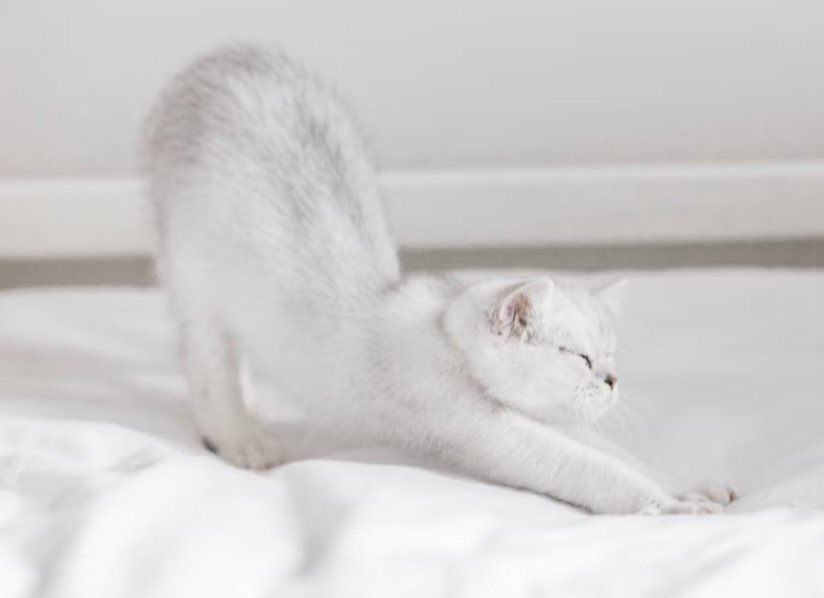 Gladstone 🇺🇦 tweet media