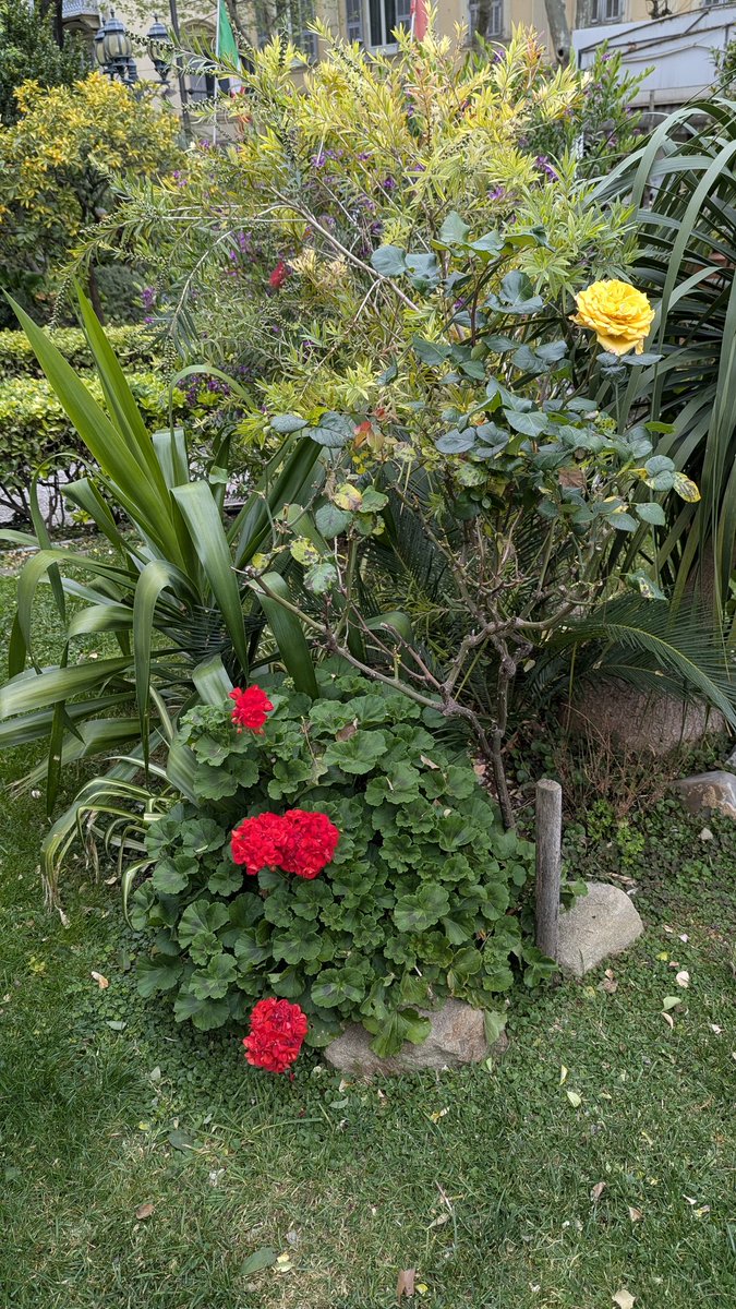 Smuda_Berlin's tweet image. Der Tag geht zuende. Das Glas #Aperol - im falschen Glas - der  Anfang des Abends mit Müdigkeit im Garten des kleinen Hotels, das ich sehr mag (preislich sehr günstig und gut gelegen). #Sanremo #Italien