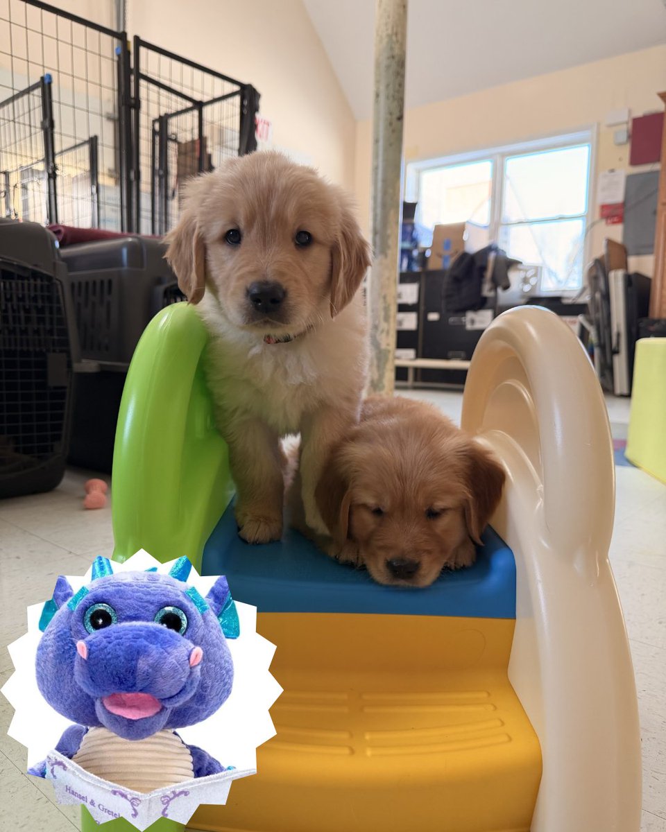 ECADServiceDogs's tweet image. Lights. Sounds. Movement. 👀

Your Service Dogs in Training learn early that new things aren’t scary, thanks to enrichment toys like this.

Help us train confident future Service Dogs 🐾
amazon.com/dp/B07NLHDX6C/…

#WishlistWednesday #ECAD