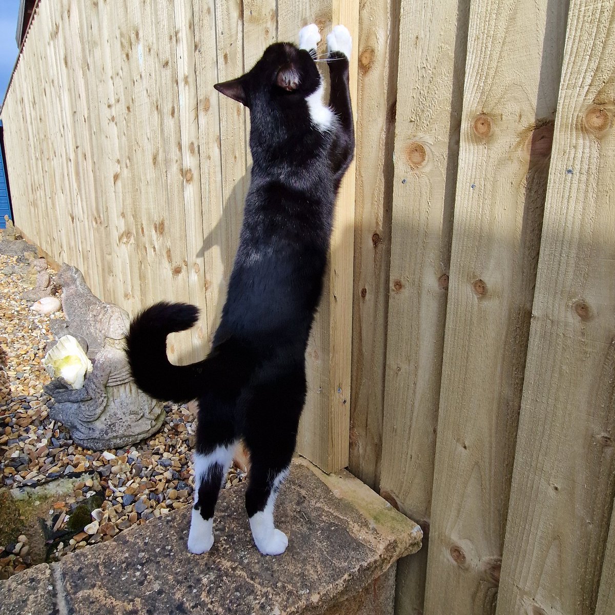 Judith Beilby and IOW Ambassacat Ozzy tweet media