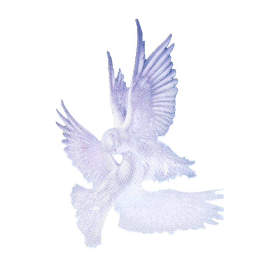 Dev0tedReverie's tweet photo. ˚₊‧꒰ა Seraphim Dreams ໒꒱ ‧₊˚  🪽☁️ https://t.co/ndbKOs3224