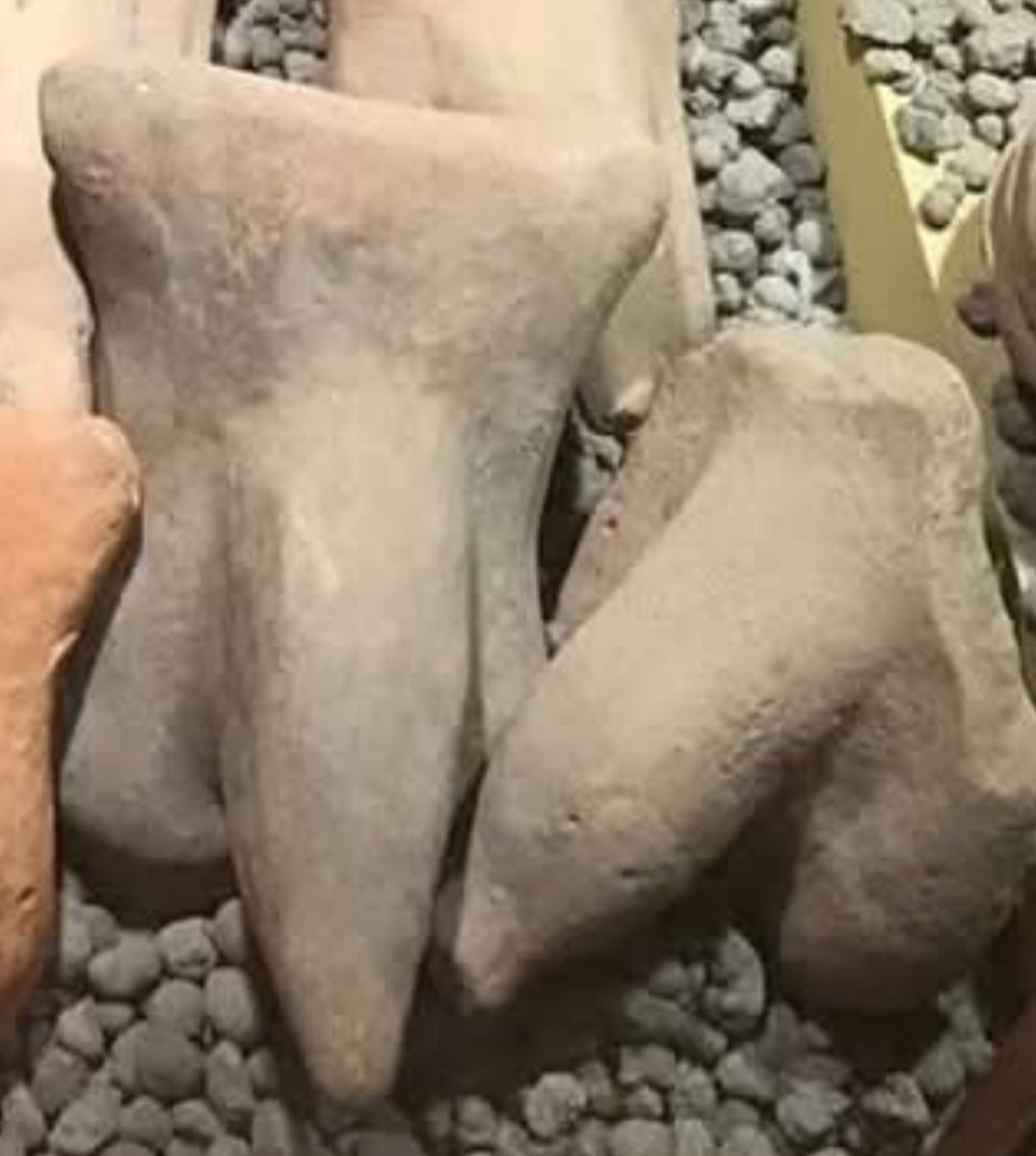 Mito Chondria tweet media