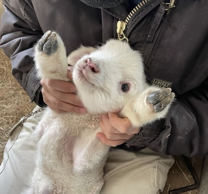 𖦹 -96lbs tweet media