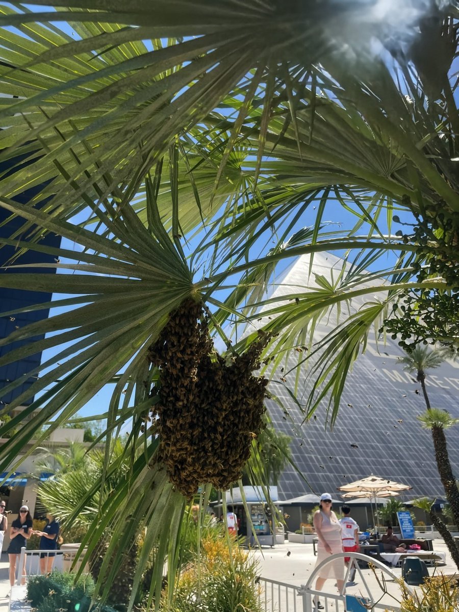 Las Vegas Locally 🌴 tweet media