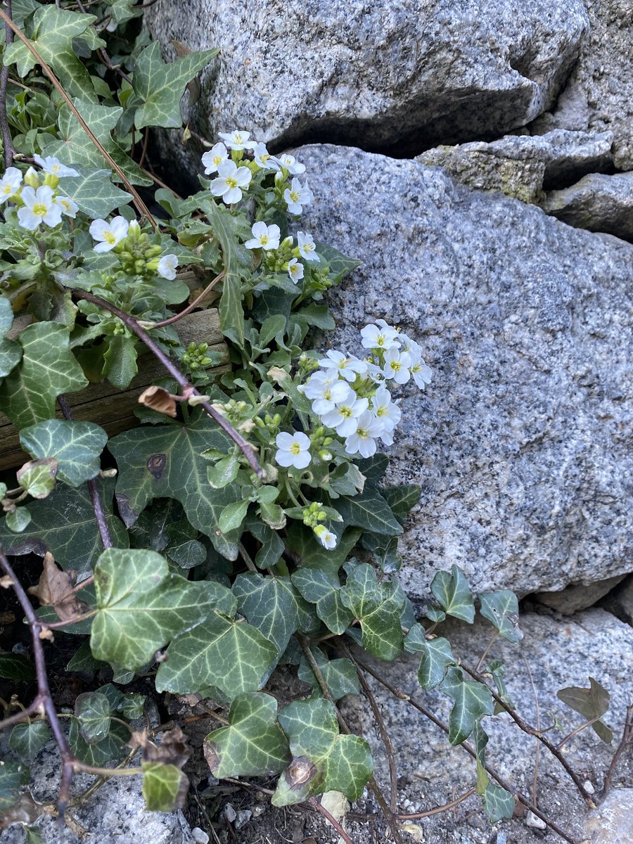 Sonia Zuccaro tweet media