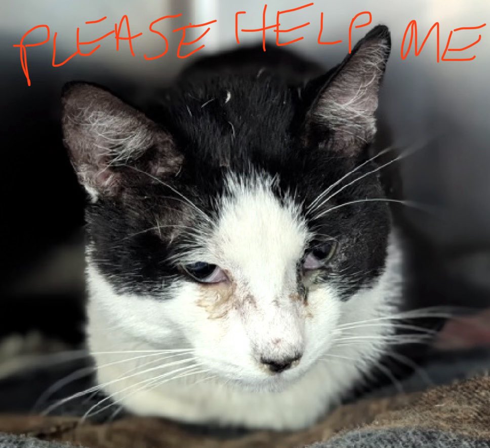 catgirl321's tweet image. 🆘CODE RED🆘
Just 3yrs old, precious BATMAN’s health is deteriorating rapidly and he needs #IMMEDIATE #RESCUE #PLACEMENT‼️

*PLEDGES CRITICAL TO SAVE HIS LIFE*

PLEASE #RT #PLEDGE #FOSTER #ADOPT - ALL you can do to #HELP✔️
#cats #NYC #AdoptDontShop #Pledge4Rescue
RT@JLthekid9999