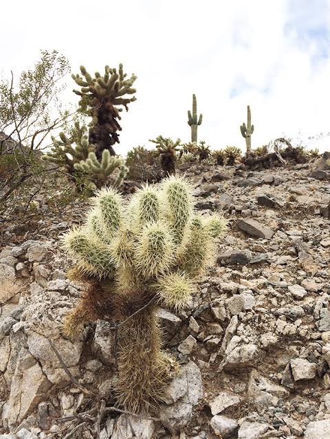 Akamaimom 🪔 tweet media