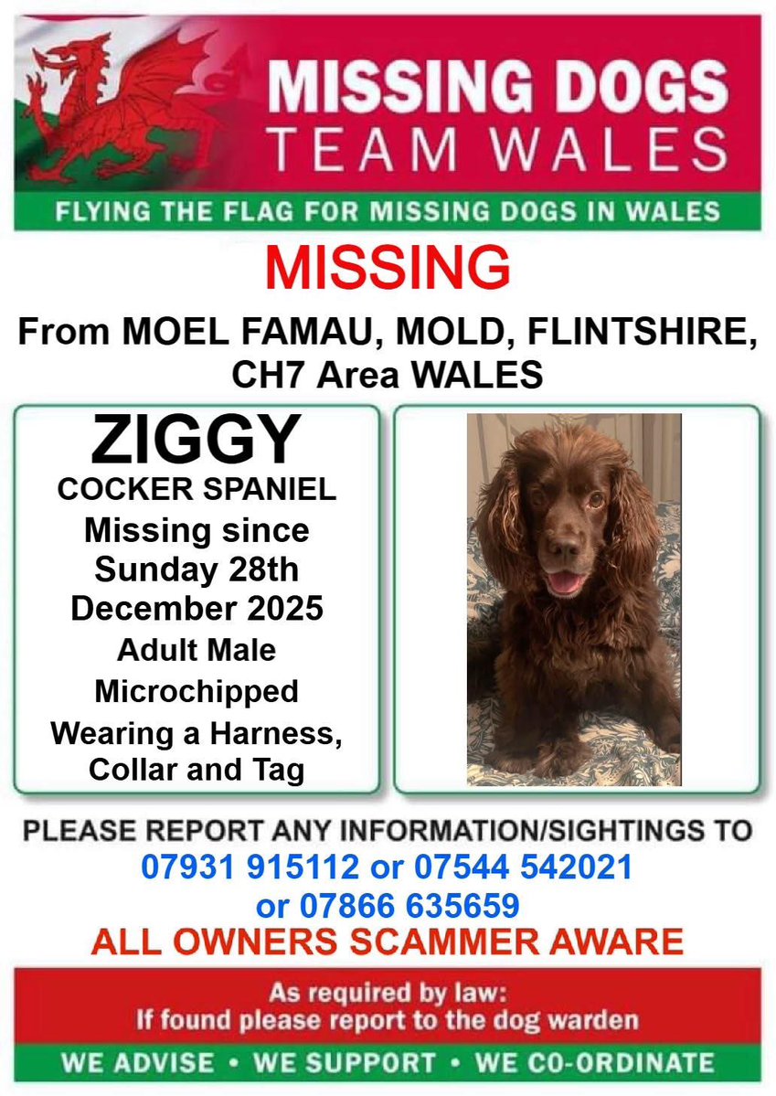 spaniel alert tweet media