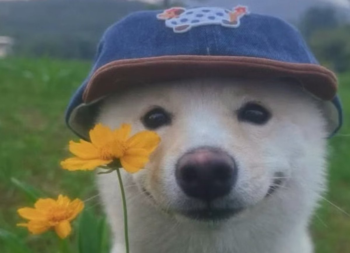 koještarija 🌸 tweet media