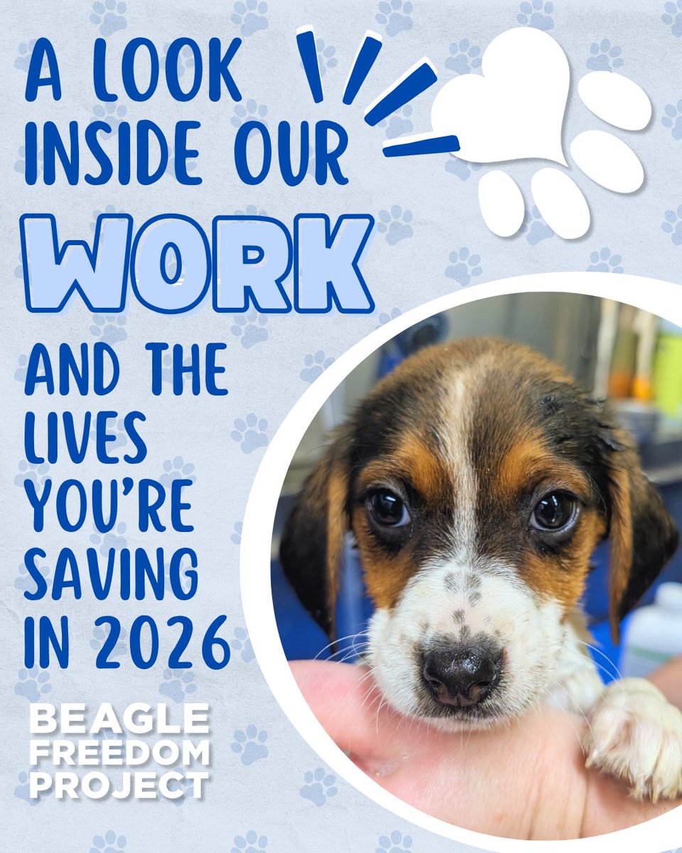 Beagle Freedom Project tweet media