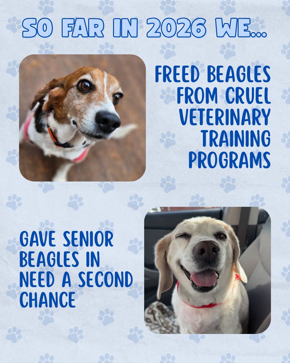 Beagle Freedom Project tweet media