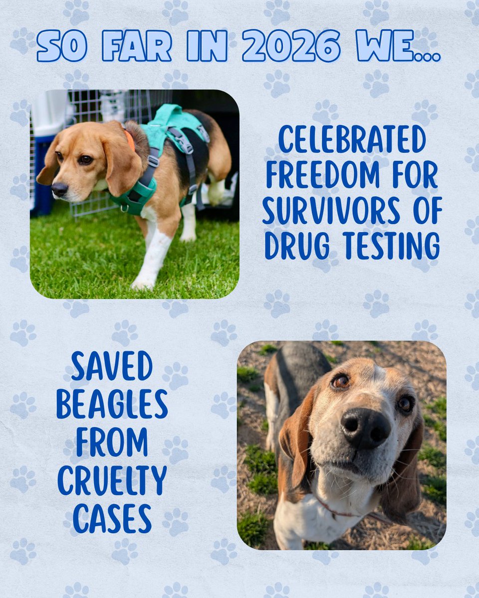 Beagle Freedom Project tweet media