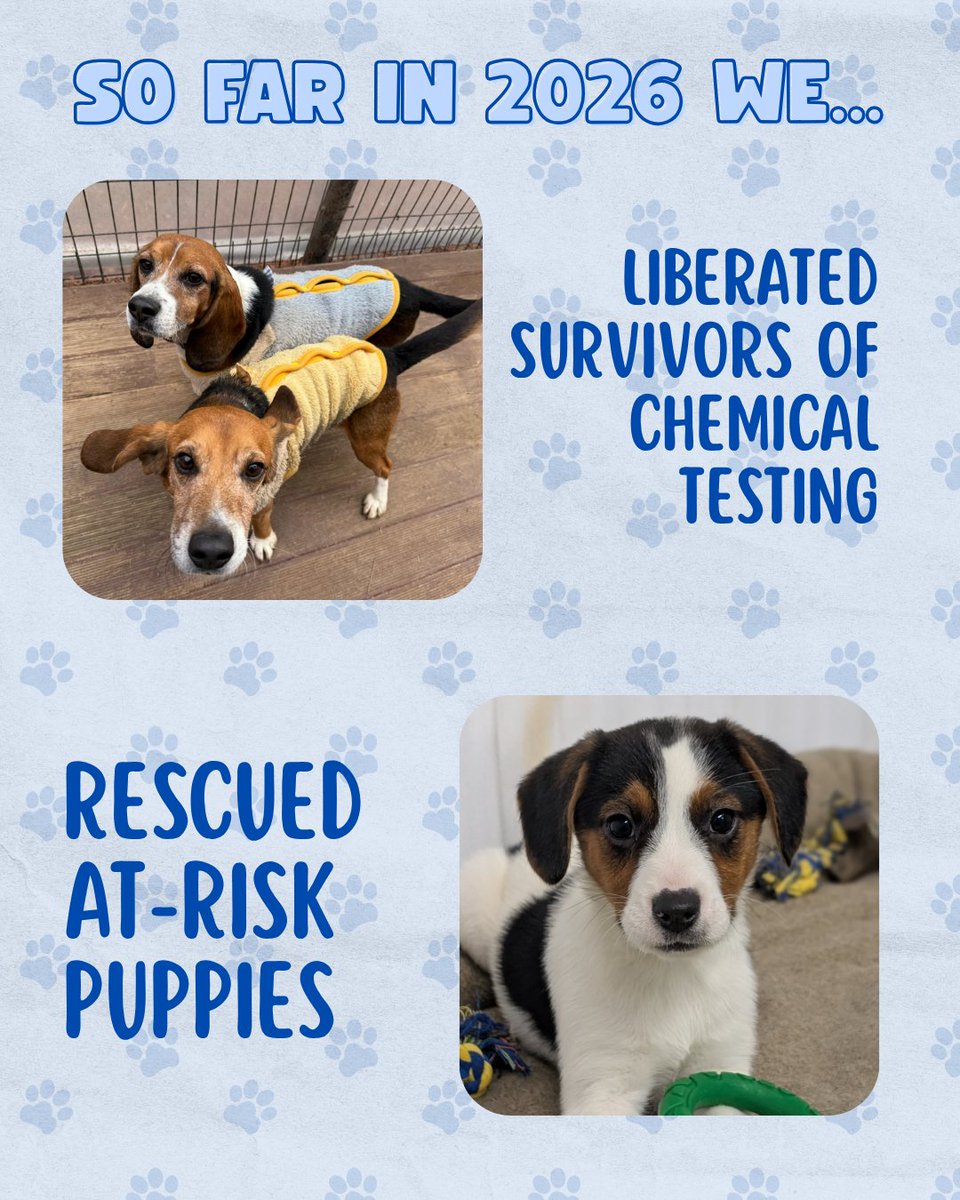 Beagle Freedom Project tweet media